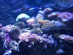 -悉尼海洋生物水族馆