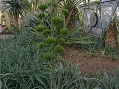 -北京植物园-展览温室
