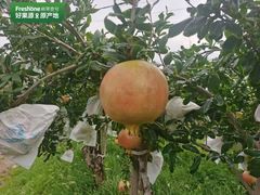 -鲜果壹号(苏站路店)