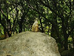 -上海野生动物园