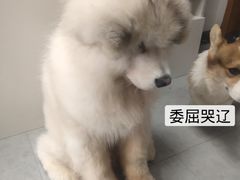-汪说·狗咖(旺城大厦店)