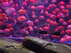 -梦幻海洋王国(吾悦广场张家港店)