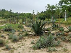 -东莞植物园