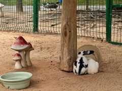 -三亚海棠湾万丽度假酒店