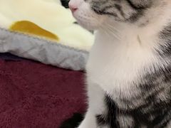 -Bastet sally猫舍购宠(静安店)