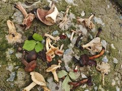 -牛背梁国家森林公园