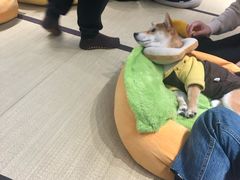 -逗柴咖啡屋·狗咖猫咖宠物桌游