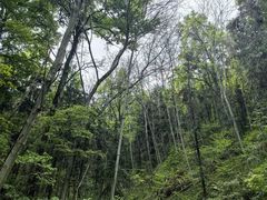 -素山寺森林公园