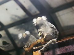 -上海大自然野生昆虫馆(东方明珠·爬宠昆虫探索中心)