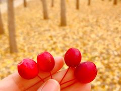 -廊坊文化艺术中心