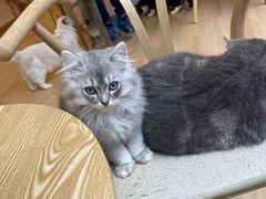-猫咪派对(江南西店)