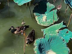 -海珠湖公园