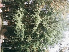 -望江楼公园