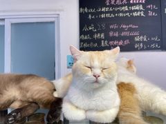 -Heymao猫咖.咖啡厅(东门店)