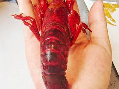 -一棠龙虾•王牌虾球(恒隆广场店)