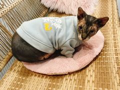 -共舞时光猫咖·狗咖(新街口店)