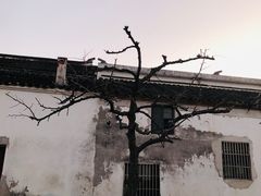 -树山生态村