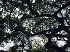 -小洲村