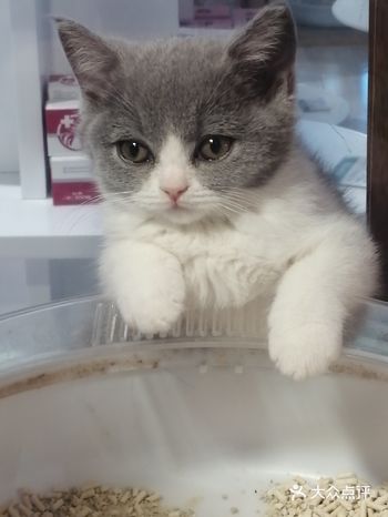 在大兴龙湖天街,新开的一家宠物店,里面都是猫和猫的用