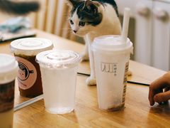 -楼上猫咖(罗湖店)
