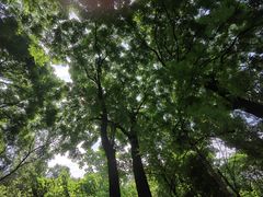 -南山植物园