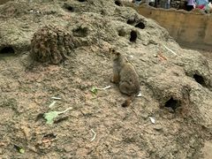 -常州淹城野生动物世界