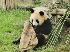-上海野生动物园