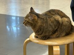 -龙华素斋(龙华路店)