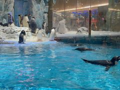 -帝企鹅自助餐厅•儿童岛•真企鹅(长隆企鹅酒店)