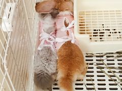 -北京观赏动物医院·24小时大型综合·猫专科·异宠专科