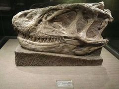 -自贡恐龙博物馆