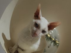 -猫域·湾主题猫咖·宠物吧(南坪城市广场店)