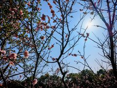 -上海海湾国家森林公园