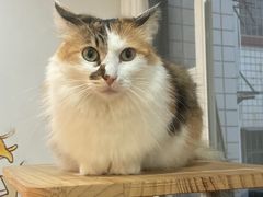 -是阿柴呀！柴犬咖啡·爱喵喵猫咖