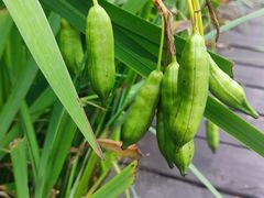 -渤公岛生态公园