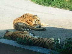 -大连森林动物园