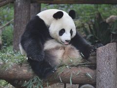 -红山森林动物园