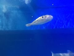 -上海长江河口科技馆