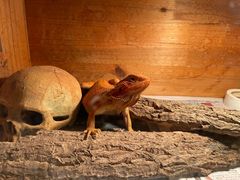 -Rabbit Cafe私房西餐甜点咖啡(栖霞路店)