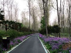 -合肥滨湖国家森林公园