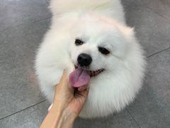 -贝贝宠物乐园(常青花园店)