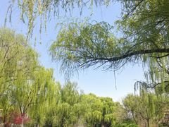 -洛阳市隋唐城遗址植物园