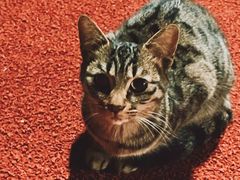 -复旦大学正大集团体育馆