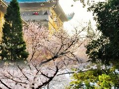 -武汉大学-樱园