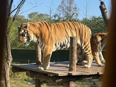 -上海野生动物园老虎餐厅