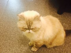 -猫色咖啡·猫咖