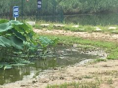 -大兴滨河森林公园