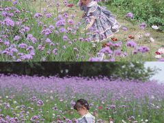 -大塘金香草谷