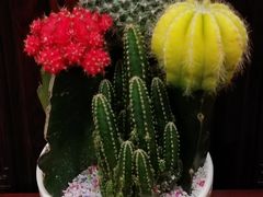 -东南花都花博园