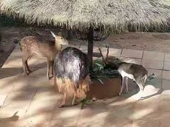 -昆明动物园